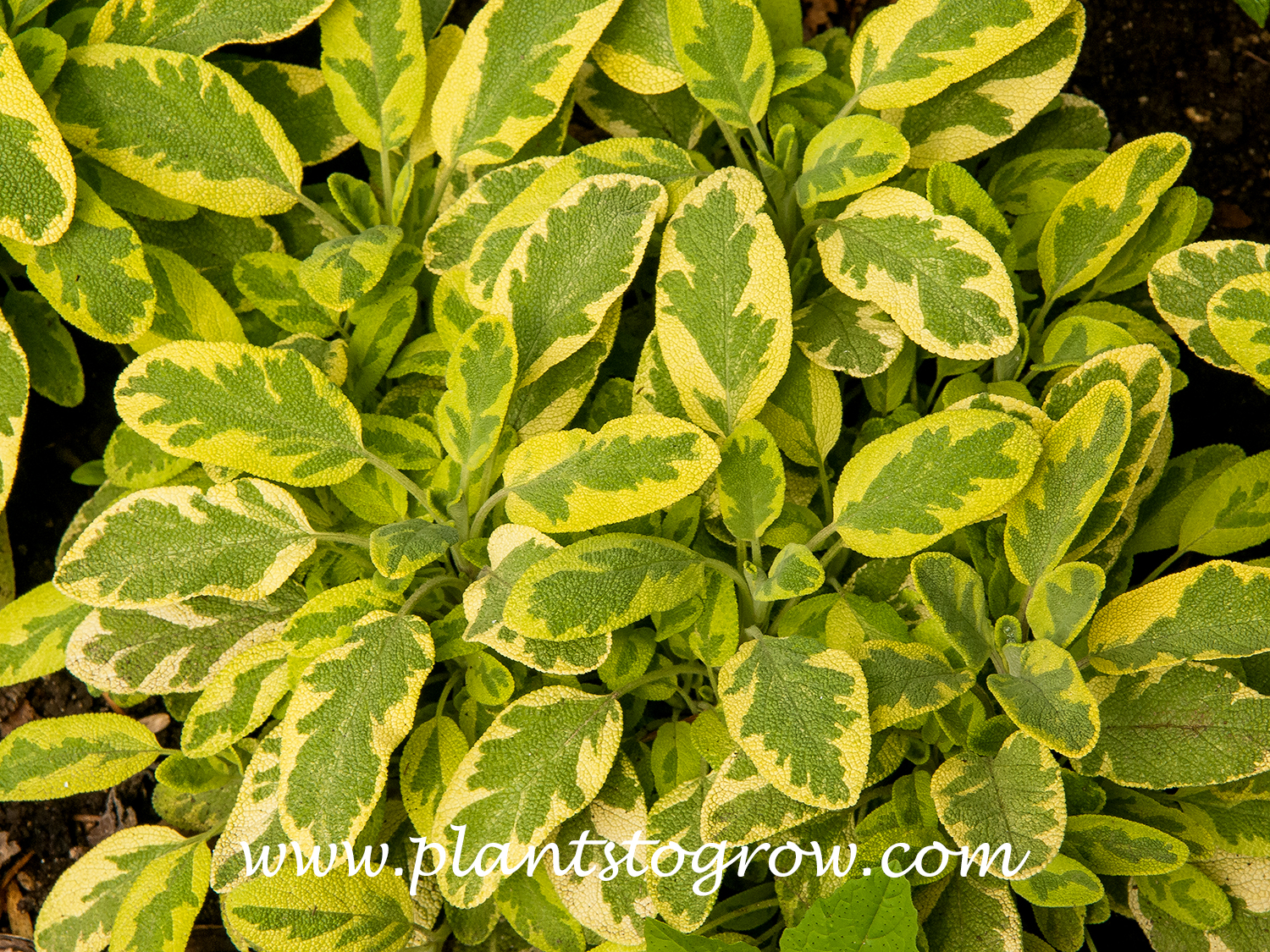Golden Sage Salvia (Salvia officinalis) 
A multifaceted plant that is used ornamentally or as a herb .The foliage has shades of green, yellow and gold.